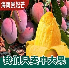 新鲜应季水果海南贵妃芒果5斤香甜软糯免邮供应中