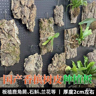 �㙉��Ƥ¹��ާ���Nֲ��ֲ�ֲ�嶨ֲ���ϰ�ʯ���m������