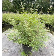 穗花母荆 成都园林景观绿化苗木花木 花境植物 高灌木 花卉绿植