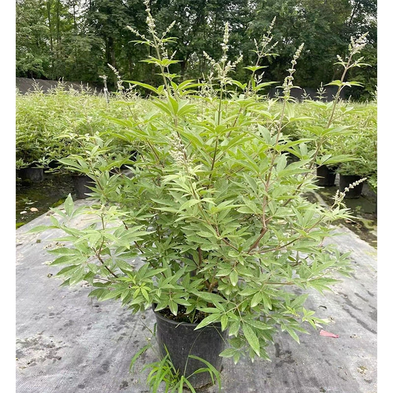 Ухо цветок Мать Цзин Чэнду Пейзаж Озеленение рассады Цветы и деревья Цветочные бордюры Растения Высокие кустарники Цветы Зеленые растения