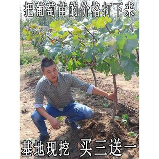 ���ј��m�ش�޷�����������ꖹ�õ�����ј��籱�Ϸ��Nֲ�������