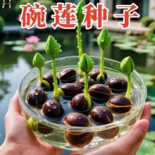 ��ɏ�N�߲������ɫˮ�໨��ˮ�B�ļ�ɏ���ɻ��Nɏź�Gֲˮ��ɏ��