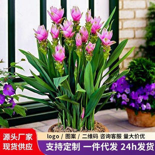 �M�ڽ��ɻ��N���͟��͕����������ͥԺ�̨�҃Ȱٺ������㻨��