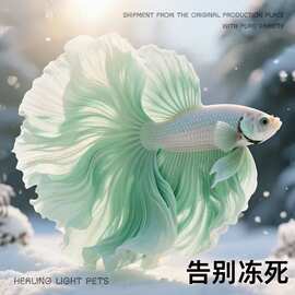 泰国赛级斗鱼仙女宠物婚纱纯白超美半月热带观赏鱼好养包活到家