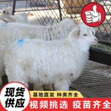 �H�Ә��@������Ͷι���� �ɐ��Ȍ��qɽ��S�ҳ��� ��������w����