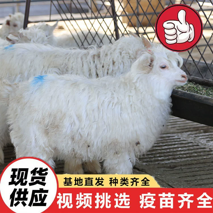 Просмотр и аренда овец, парк для наблюдения и кормления альпак (родителей и детей), живые альпаки и овцы.