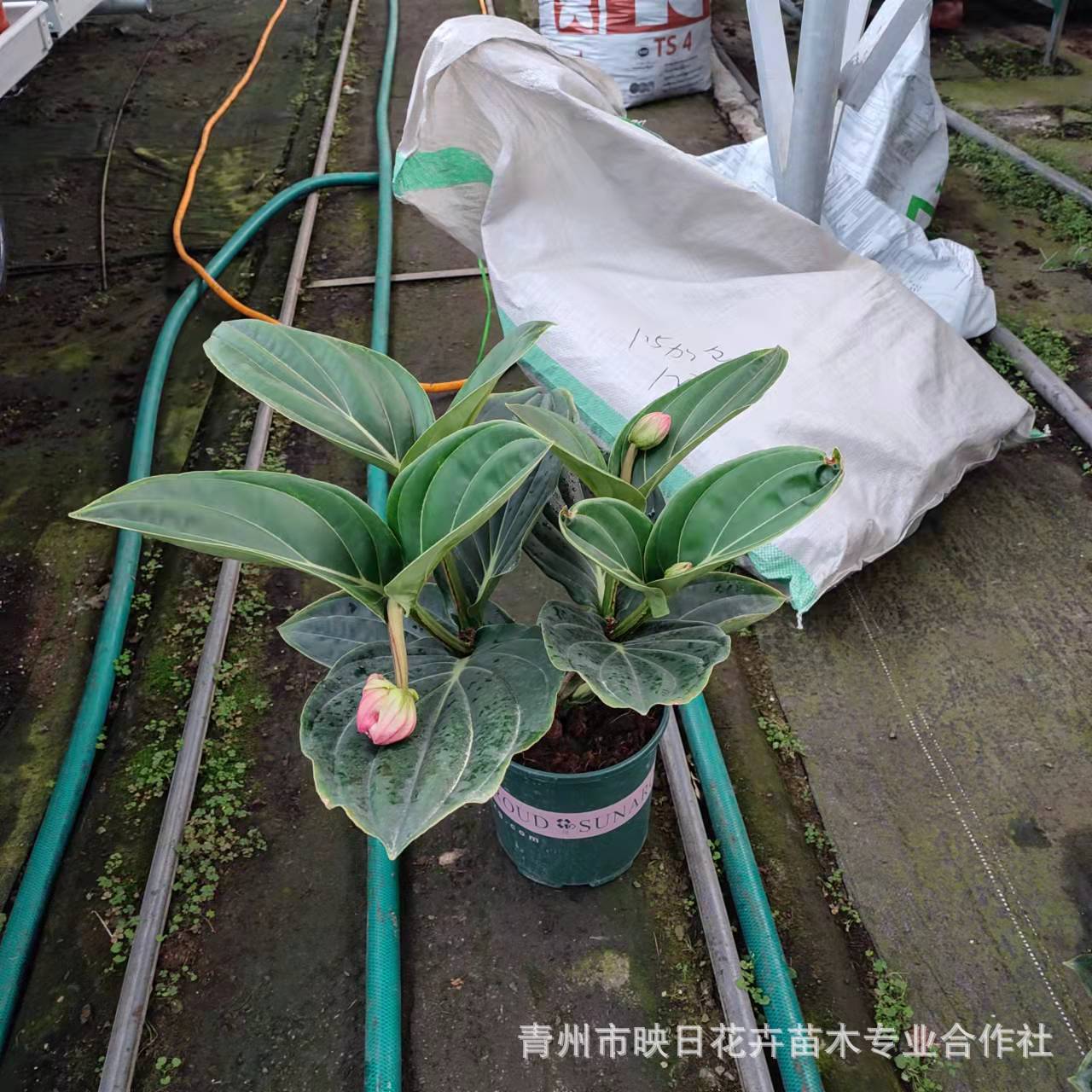 ba2a4624815513efe7317af845a089