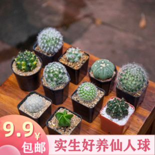 �����������҃Ȼ������������X����GֲС���Կɐ۶���ֲ���辰