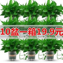批发水培植物绿箩净化空气除甲醛绿植花卉吊室内盆栽大盆长藤垂