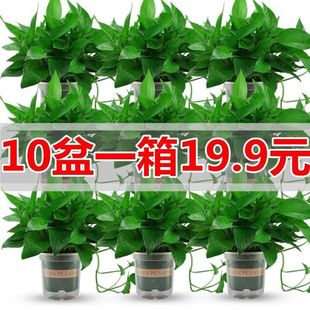 ���lˮ��ֲ��G�j�����՚����ȩ�Gֲ���ܵ��҃����Դ����L�ٴ�