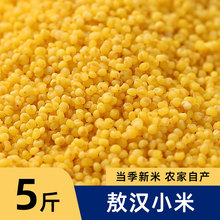 2024年新敖汉黄小米新米小米杂粮粥赤峰农家散装大金苗小黄米5斤