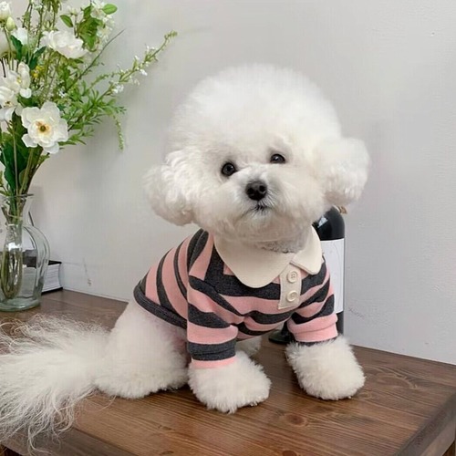 Dog Short Sleeve Summer Thin Breathable Matcha Casual Striped Round Neck Pet T-Shirt Teddy Fighting Dog Clothes Short Sleeve