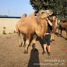 骆驼养殖场在哪里 景区旅游乘骑骆驼 租赁回收骆驼活体