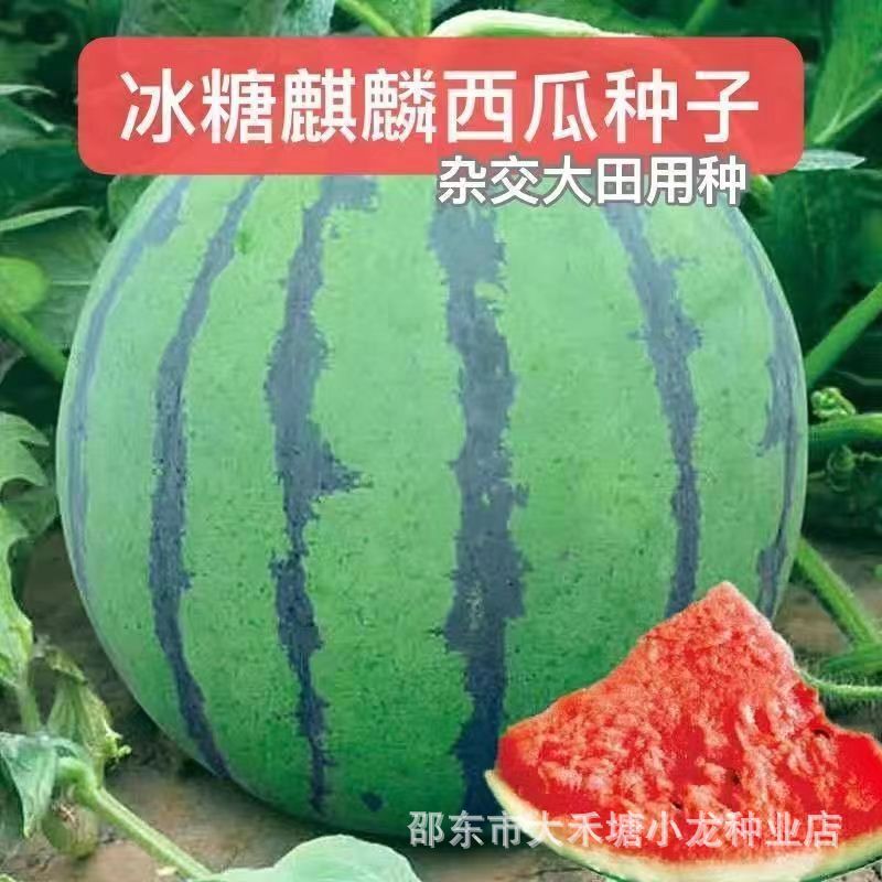[Kirin Watermelon] 8424 Candy Kirin Watermelon Seed Kirin Watermelon Sweet Early Maturing High Yield Seed Lazy Man