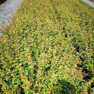 �� ���� ë�� С���  ���پG�� ���@�G��  ���ش�������