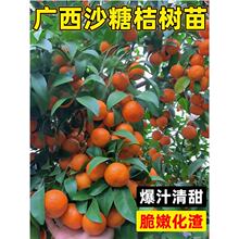 ɳ�ǽۘ������Ә����V���o��ɰ�����̨ͥԺ���Ե����ϱ����Nֲ