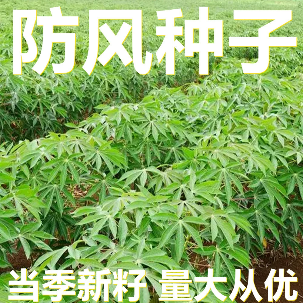 Ветрозащитные семена 500г в мешках оптом, прямые поставки с места происхождения, сезонные новые семена, семена садовых растений