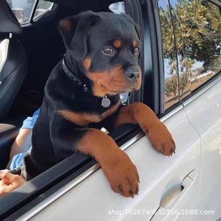 �_���{Ȯ��Ȯ���w����Ȯ�����oԺȮ��ϵ�o�l���͹����o�lȮ