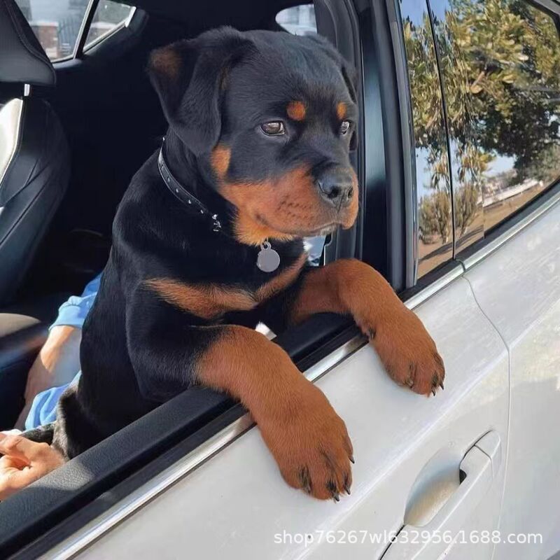 Rottweiler Dog Puppy Living Explosion-Proof Dog at Home Nursing Hospital Dog German Guard Large Dog Guard Dog