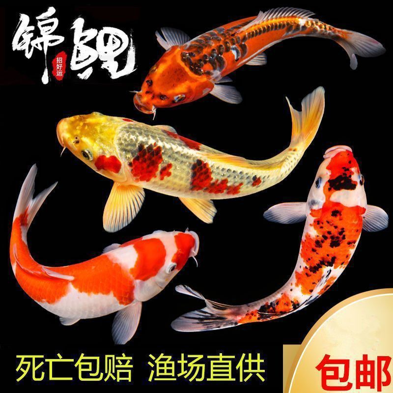 Koi Cold Water Purebred Goldfish Carp Fry Live Fish Freshwater Wholesale Ornamental Fish Durable and Easy to Maintain Koi Fish Farm