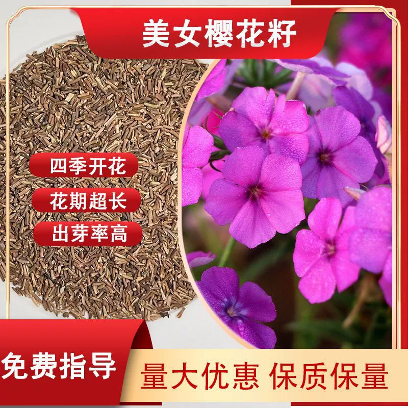 Семена цветов для ландшафта двора и балкона: красивые семена сакуры, семена цветов для улицы, семена морской травы, легко выращиваемые живые цветы, декоративные растения