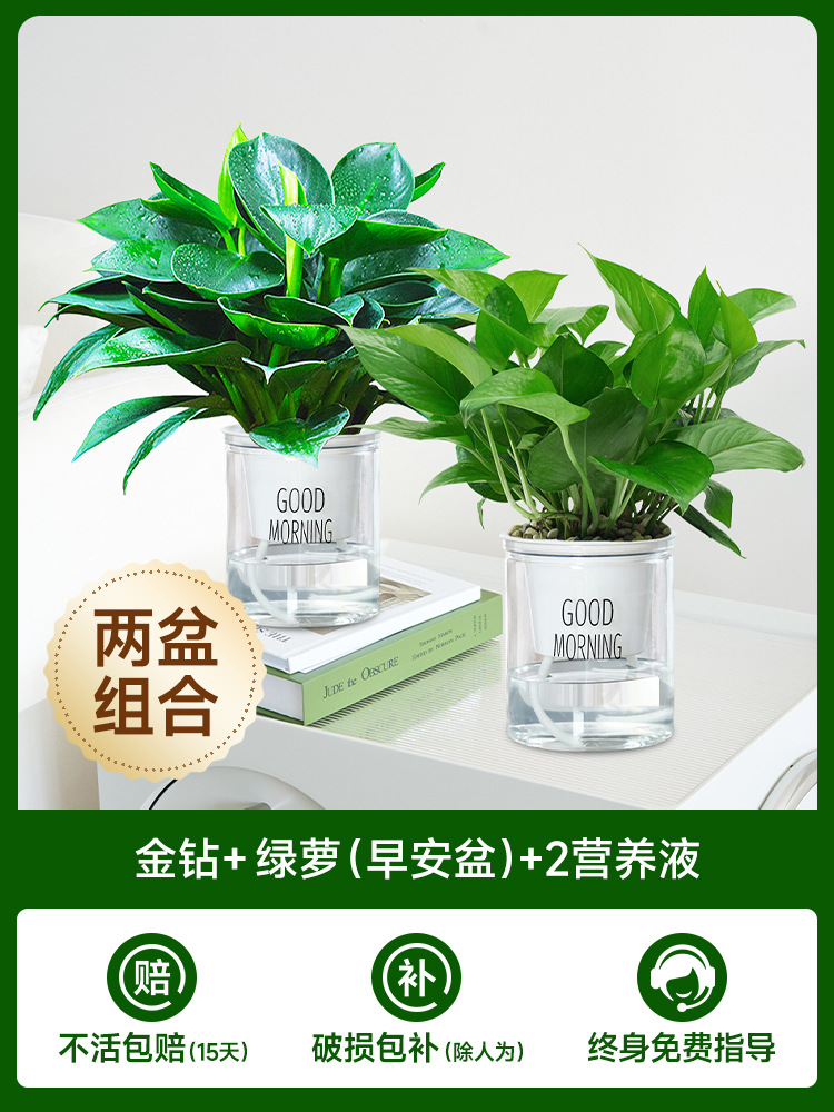 [2개 세면대 조합] 골든 다이아몬드 + 포토스(굿모닝 세면대) + 영양액 2개