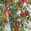 Zhongke Maohua Vegetable Seed Rock Sugar Peanut Fruit Cherry Tomato Seed Girl Fruit Fruit Little Tomato Potted Plant