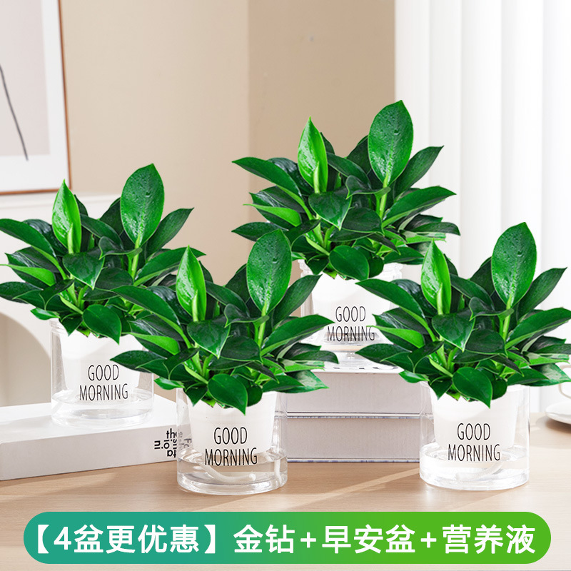 골드 다이아몬드 화분 25-30cm 4개 + 굿모닝 화분 + 영양액 [화분 4개 특가]