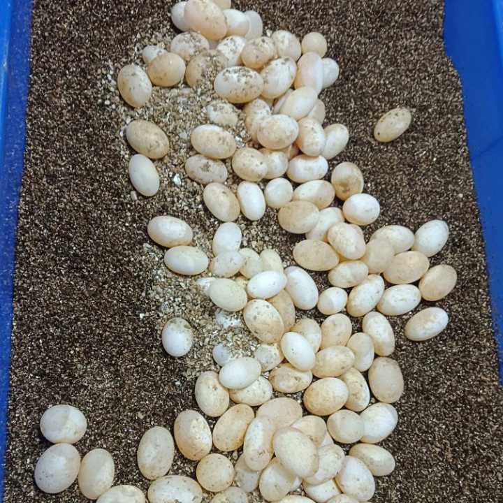 Яйца пламенной черепахи, яйца травяной черепахи, яйца цветочной черепахи, яйца щипающей черепахи, яйца бразильской черепахи, яйца домашних животных, оплодотворенные яйца, которые могут вылупиться черепахи.