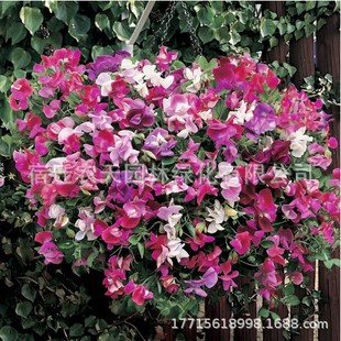 Sweet Pea Seeds, Flower Seeds, Spring Sowing Flower Seeds, Four-Season Flowering, Balcony Courtyard, Indoor, Easy to Grow and Live Well