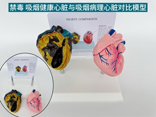 Heart model heart anatomy structure smoking harm health smoking heart respiratory system pathology heart anatomy model