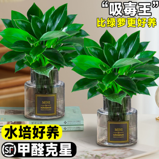 Golden Diamond Potted Plants, Platinum Diamond Green Radish Baskets, Hydroponic Large-Leaf Green Plants, Succulents, Easy to Grow Florals for Lazy People in the Office