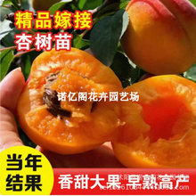 ����������޽����������̫��Ә���������Ϸ������NֲͥԺ����