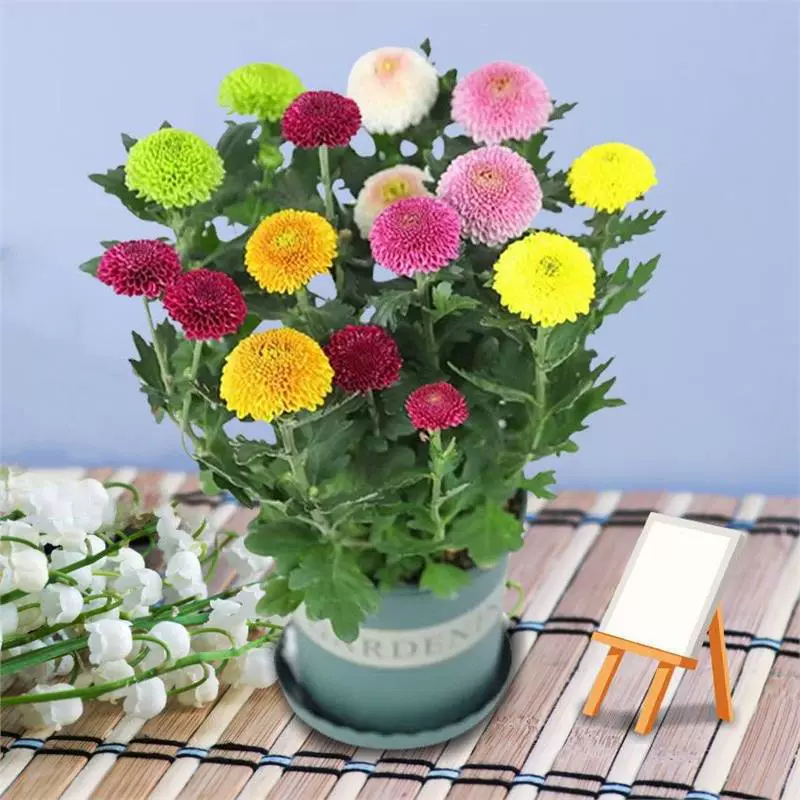 Многоцветное растение в горшке с цветком хризантемы для настольного тенниса цветет в любое время года, легко выращиваемое цветочное растение для внутреннего двора, балкона [13 февраля]