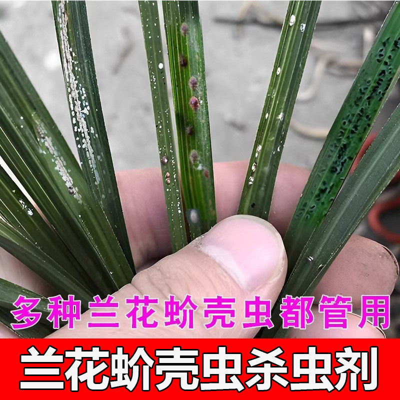 Thuốc trừ sâu mealybug lan, thuốc trừ sâu trị mealybug, diệt khuẩn và loại bỏ các đốm trắng nhỏ trên hoa lan.