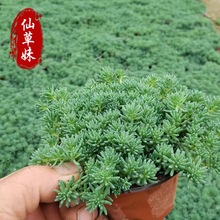 ���Rֲ�����A���� ���~��ײݱ�ѩ�ݽ��~��ײ��бP�ر�ֲ���ͺ�