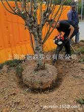 傑魁森四沖程挖樹機起苗機土球小型挖溝挖坑油鎬移起樹挖土機器