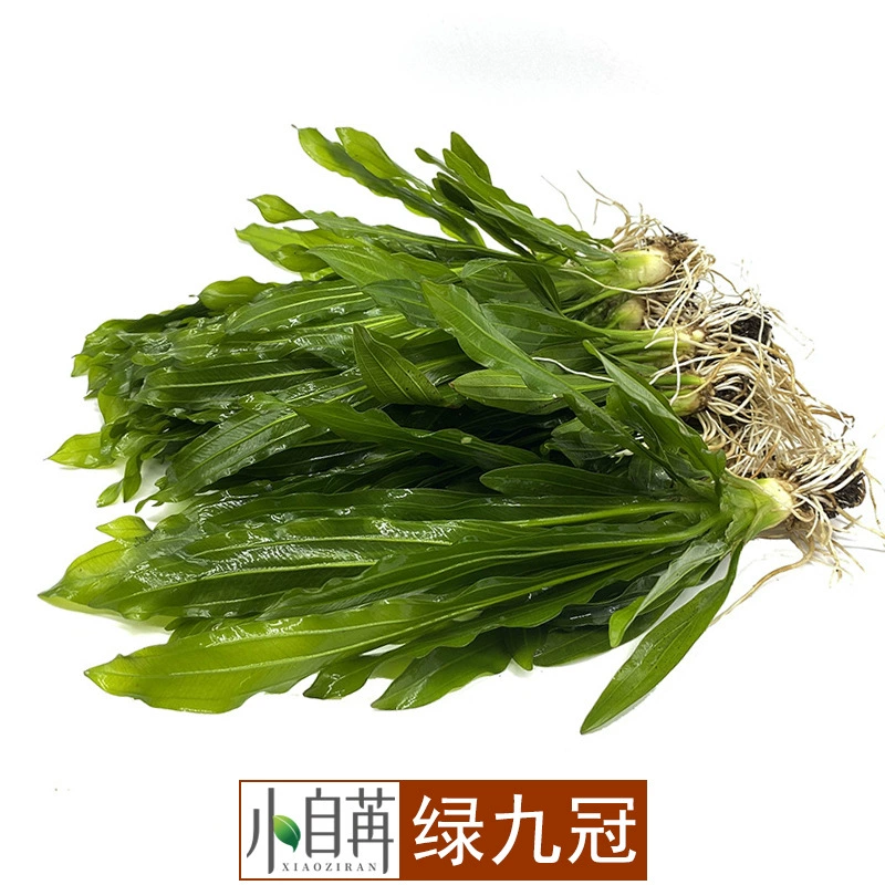 Оптовая продажа настоящих водных растений Green Nine-Crown, декоративные живые растения с крупными листьями и мелкими коронами оптом, простые в уходе и долговечные, для ландшафтного дизайна аквариумов.
