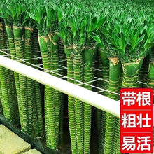 龙竹富贵竹带跟水养观音竹发财植物开运绿植水培花卉一件代发批发
