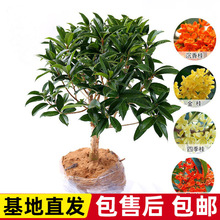 �ļ���������ͥԺ��𵤹��_���辰����ֲ��������ԝ��㻨��