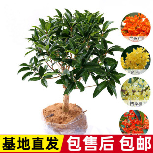 �ļ���������ͥԺ��𵤹��_���辰����ֲ��������ԝ��㻨��