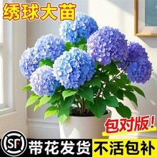 无尽夏绣球花苗盆栽带花室内阳台花卉大全庭院好养活植物四季绿植