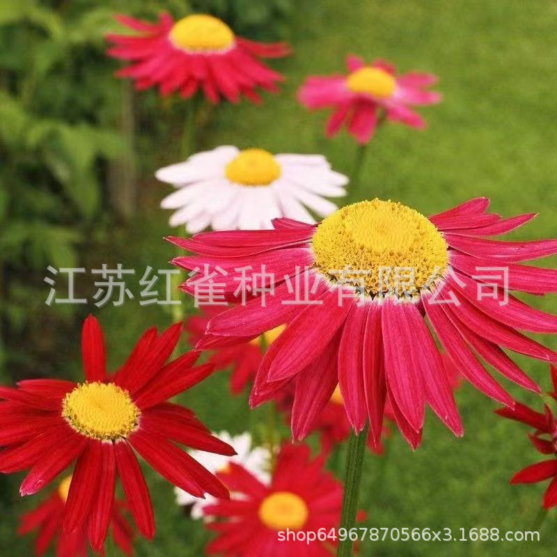 O1CN01XluewI1n8f5wi49p5_!!2216