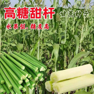 Rock Sugar Sweet Cane Seeds, Super Sweet Northern Sugar Cane Seeds, Sweet Sorghum Seeds, Old Variety High Sugar Sweet Cane Seeds