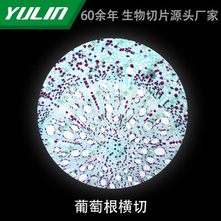 Grape Root Cross-cut Microbial Specimen Microscope Biological Slice High School Teaching Experimental Instrument Scientific Research Slide