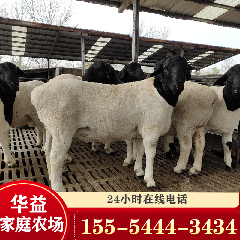 黑头杜泊绵羊和澳洲白羊的区别 杜泊小羊羔怀孕母羊种公羊价格-阿里巴巴