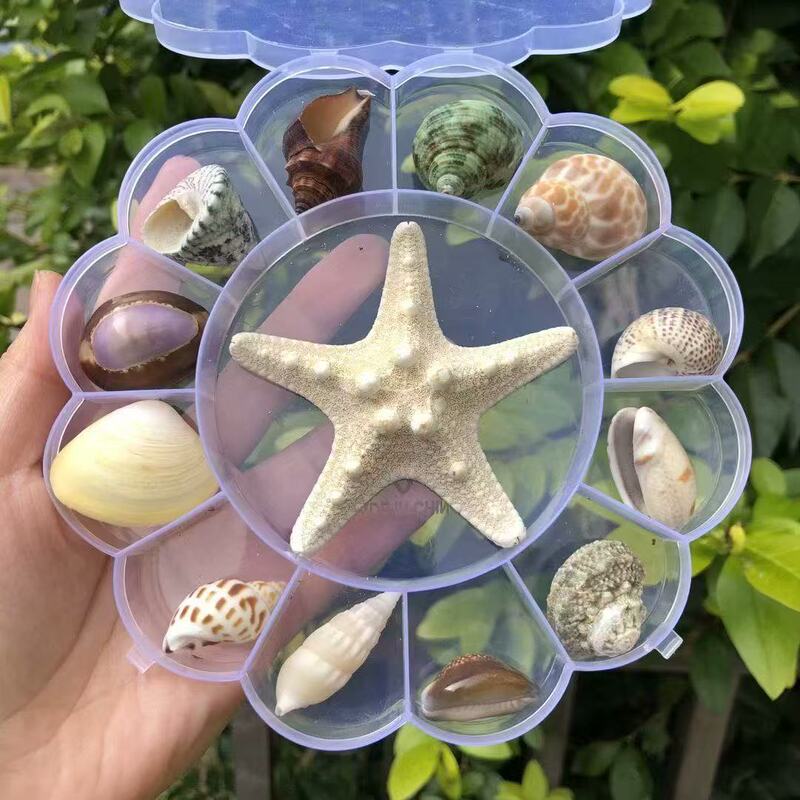 Shell Conch Popular Science Material Specimen Conch Storage Set Gift Box Kindergarten Marine Life Collection Wholesale
