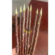 ľ������C �A������C �t���l����C �t������C �t��������C