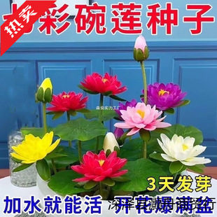 ��ɏ�N�߲������ɫˮ�໨��ˮ�B�ļ�ɏ���ɻ��Nɏź�Gֲˮ��ɏ��