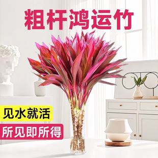 �������\���^���F��ˮ��ֲ��֗U�����͏d��ؔ�����҃Ⱥ��B���